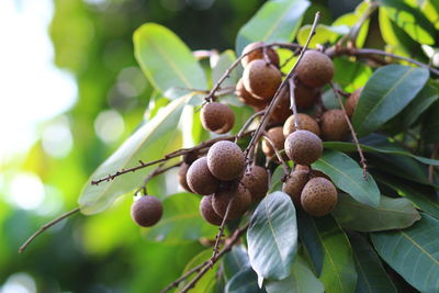 Longans growing on tree