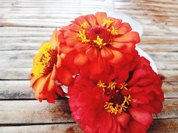 Close-up of red flower