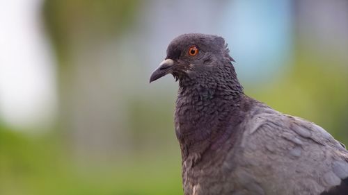 Close-up of eagle