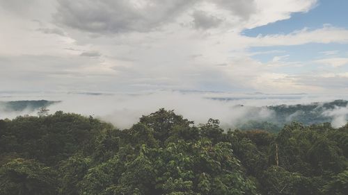 Scenic view of forest against sky