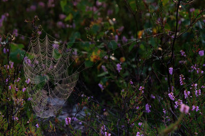 Close-up of spider web on tree