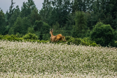 View of a animal on field