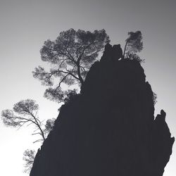 Low angle view of silhouette tree against sky