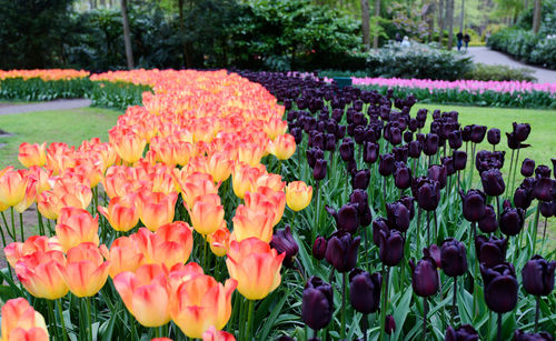 Close-up of flowers blooming outdoors