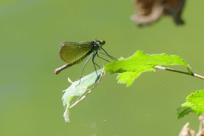 Close-up of damselfly on plant