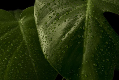 Close-up of wet leaves on rainy day