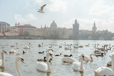 Birds flying over the waterfront