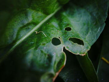 Close-up of raindrops on leaves