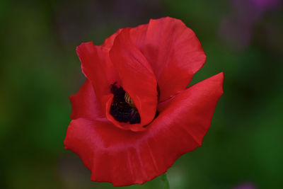 Close-up of red rose