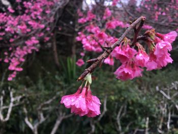 Close-up of pink cherry blossoms