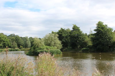 Scenic view of lake by trees against sky