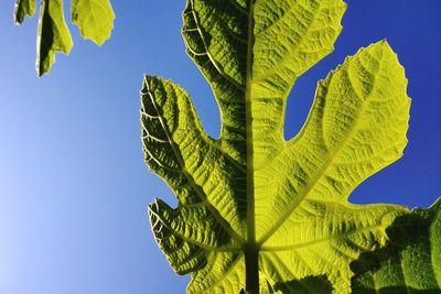 Low angle view of tree against clear blue sky