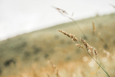 Close-up of dried plant on field