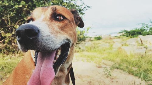 Close-up of dog on field