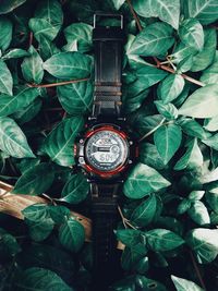 High angle view of clock on plants