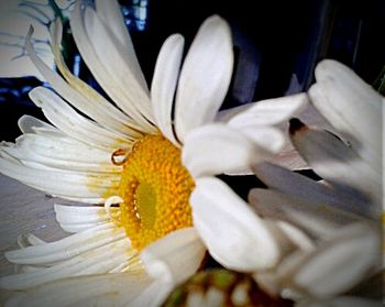 Close-up of white flowers