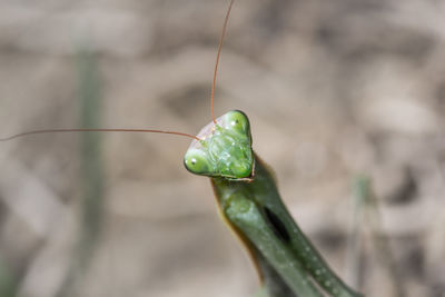 Mantis patiently posing and lurking. close up of insect in the nature