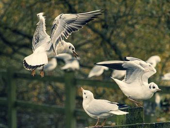 Seagulls flying