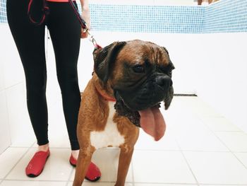 Low section of man with dog standing on floor