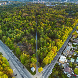 Aerial view of oak woodland