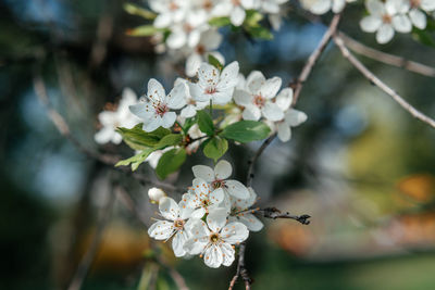 Cherry tree with white blossoms in early spring