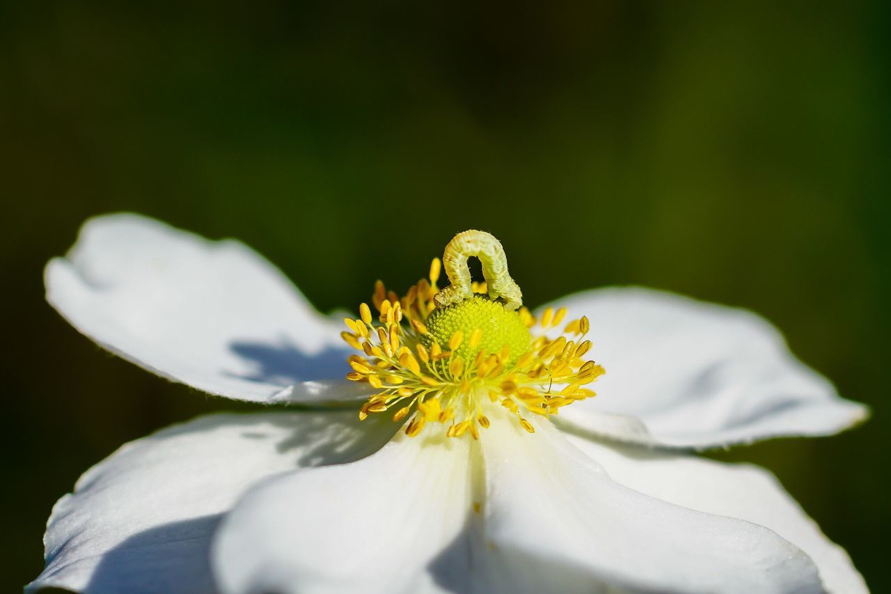 CLOSE-UP OF INSECT ON YELLOW FLOWER