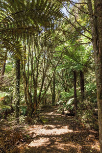 Trees growing in forest