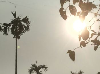 Low angle view of palm tree against sky