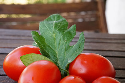 Close-up of tomatoes on potted plant