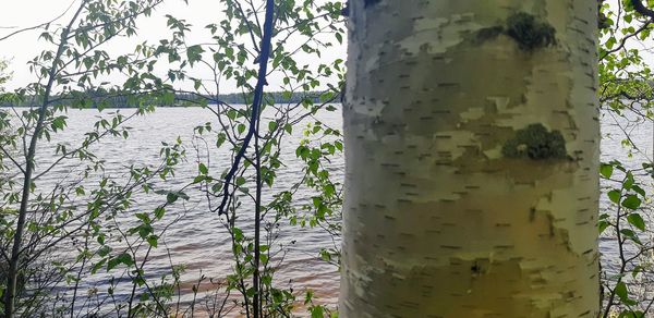 Close-up of bamboo tree trunk in forest