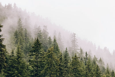 Misty foggy mountain landscape, fir forest on rainy day.