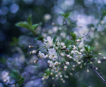 Close-up of purple flowering plant