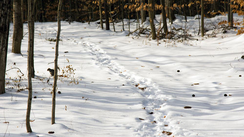 Trees on snow covered landscape