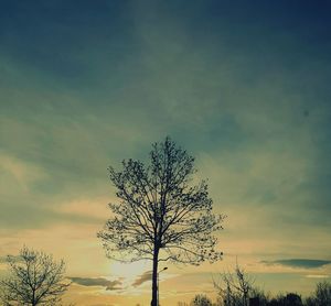 Silhouette of bare tree against sky