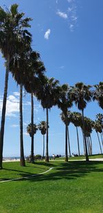 Palm trees on field against sky