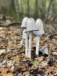 Mushroom growing on field
