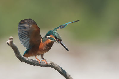 Bird flying over a tree