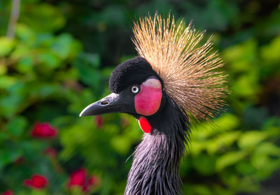 Close-up of a bird