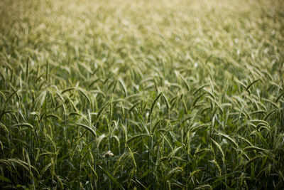 Trees on grassy field