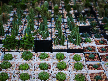 Group of small potted succulent plants with white brown gravel stones