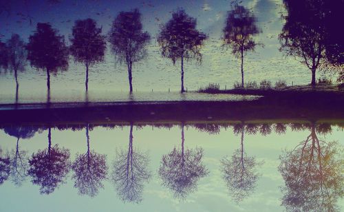 Reflection of trees in lake