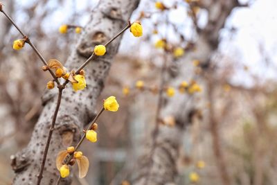 Close-up of yellow flower tree