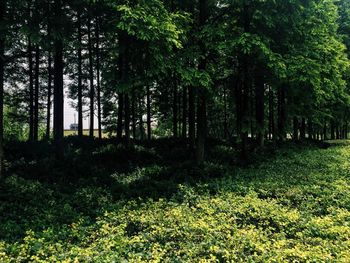 Trees in forest