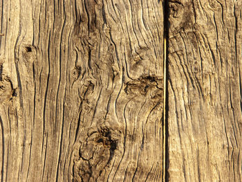 Full frame shot of tree trunk