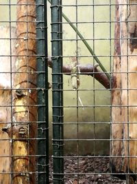 Close-up of bird in cage