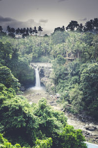 Scenic view of waterfall against trees in forest