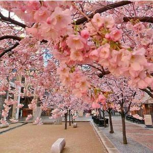 Pink flowers blooming on tree