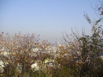 Plants against clear sky