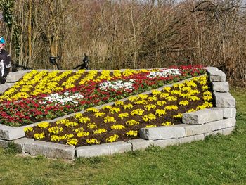 Yellow flowering plants on field in park