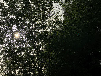 Low angle view of trees against sky